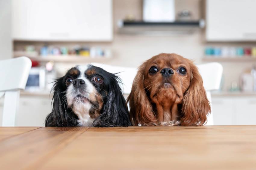 two dogs behind the kitchen table